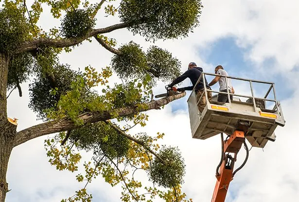 Crew in a bucket lift trimming high branches