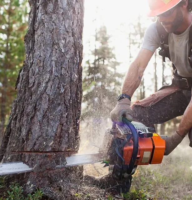 Arborist in a hard hat cutting into a large tree trunk with a chainsaw