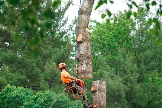 Arborist climbing a tall tree, taking down sections