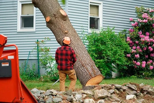 Worker in a red flannel and orange helmet standing beside a felled tree trunk next to a wood chipper